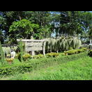 Tillandsien werden hier zum Kauf angeboten